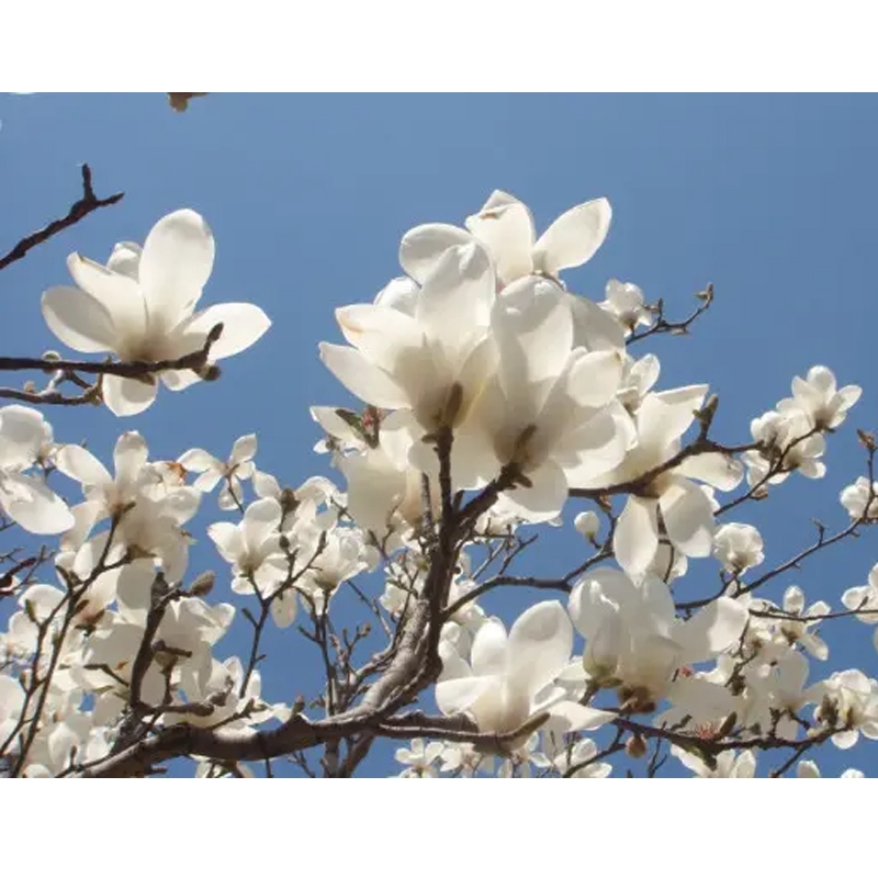 100% minyak wangi magnolia murni untuk pembuatan sabun sabun buatan tangan sabun proses dingin
